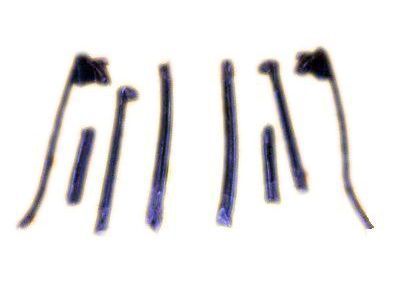 Toyota 62384-06010 Weatherstrip