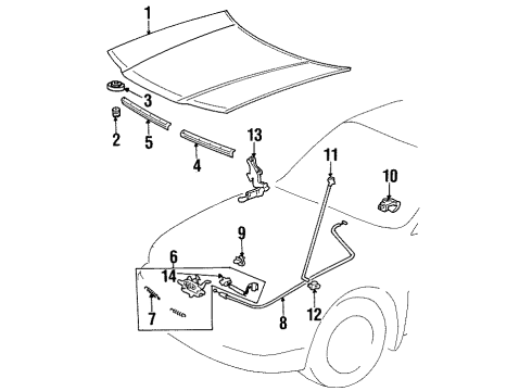 1996 Toyota Paseo Hood & Components Diagram